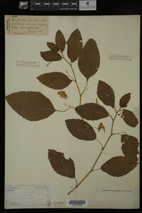 Impatiens pallida image