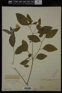 Impatiens pallida image