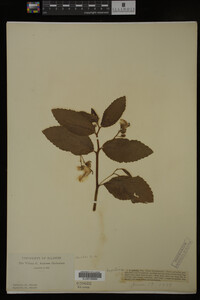 Impatiens pallida image
