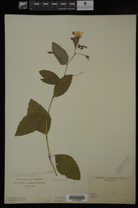 Impatiens pallida image