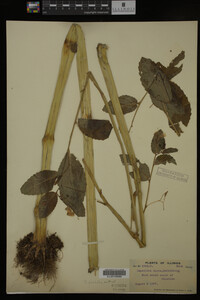 Impatiens pallida image
