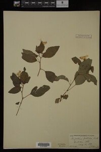 Impatiens pallida image