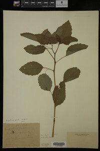 Impatiens pallida image