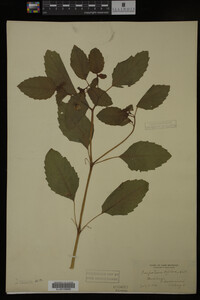 Impatiens pallida image