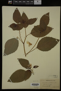 Impatiens pallida image