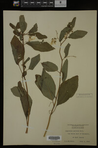 Impatiens pallida image