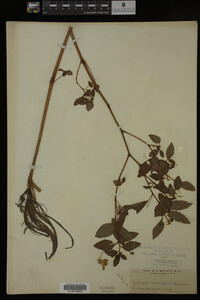Impatiens pallida image