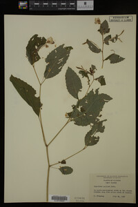 Impatiens pallida image
