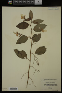 Impatiens pallida image