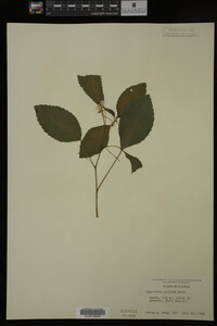 Impatiens pallida image