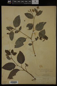 Impatiens pallida image