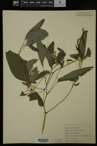 Impatiens pallida image