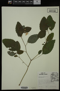 Impatiens pallida image