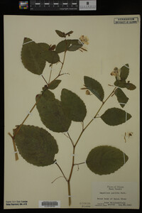 Impatiens pallida image