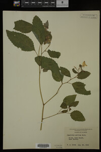 Impatiens pallida image