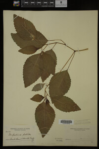 Impatiens pallida image