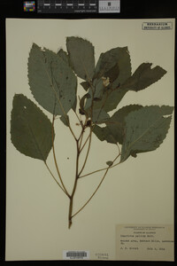 Impatiens pallida image