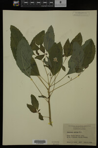 Impatiens pallida image