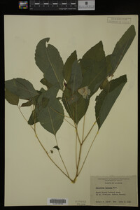Impatiens pallida image