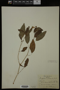 Impatiens pallida image