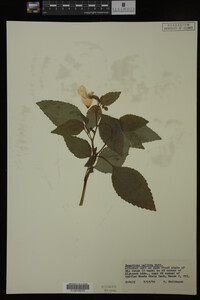 Impatiens pallida image