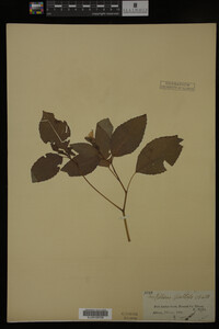 Impatiens pallida image