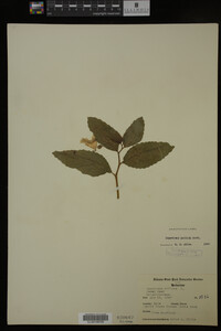 Impatiens pallida image