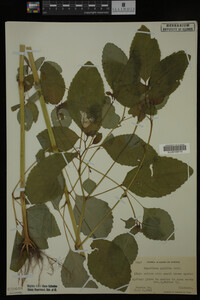 Impatiens pallida image