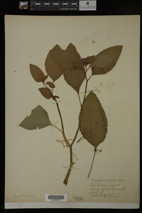 Impatiens pallida image