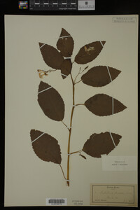 Impatiens pallida image