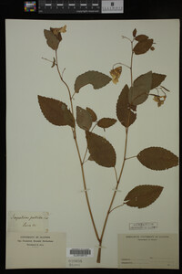 Impatiens pallida image