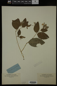 Impatiens pallida image