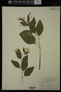 Impatiens pallida image
