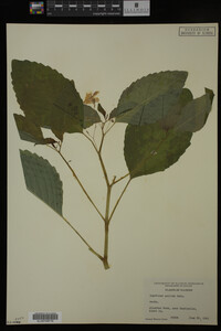 Impatiens pallida image