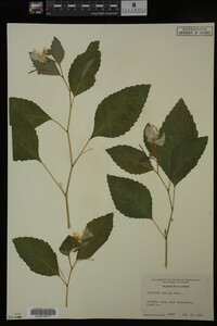 Impatiens pallida image