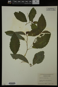 Impatiens pallida image