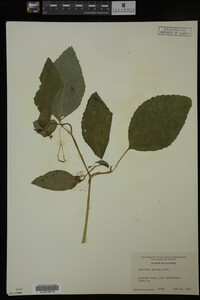Impatiens pallida image