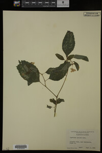 Impatiens pallida image