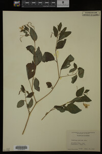 Impatiens pallida image