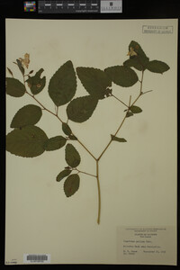 Impatiens pallida image