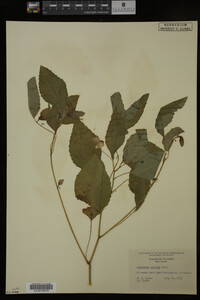 Impatiens pallida image