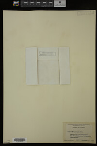 Impatiens pallida image