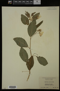 Impatiens pallida image