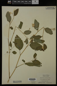 Impatiens pallida image