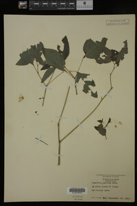 Impatiens pallida image