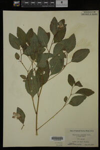Impatiens pallida image