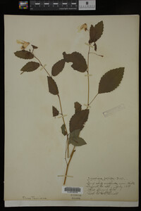 Impatiens pallida image