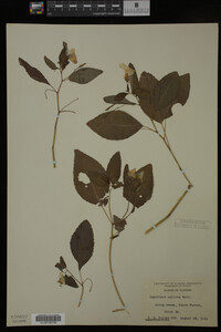 Impatiens pallida image