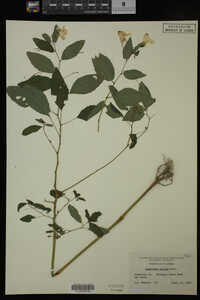 Impatiens pallida image