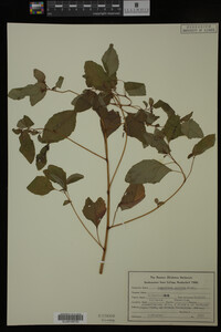 Impatiens pallida image